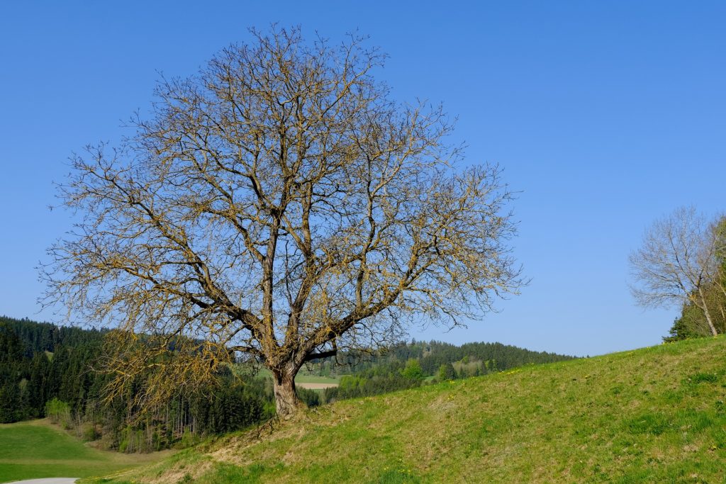 Ein alter Baum als Treffpunkt